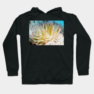 Pink Tipped Giant Sea Anemone Hoodie